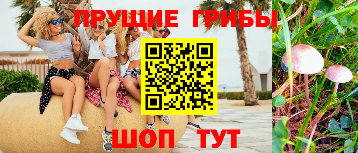 Петровск  Галлюциногенные грибы Psilocybe  Вход с VPN 
